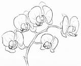 Mewarnai Kumpulan Tokopedia Bunga sketch template