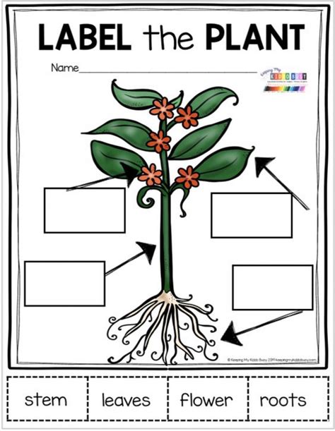 plant worksheets  kindergarten