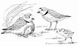 Piping Plover Coloring 26kb 221px sketch template