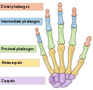 interphalangeal joints   hand wikipedia