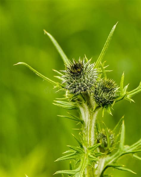 closeup  green thistle stock image image  thistle