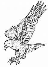 Falcon Coloring Pages Bird Drawing Peregrine Wings Claws Colouring Birds Color Powerful Printable Eagle Netart Falcons Kids Spread Getcolorings Draw sketch template