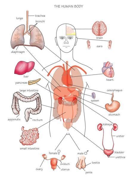 vital organs diagram httpsdyxtcomvital organs diagramhtml human body anatomy human