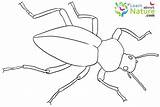 Beetle Coloring Beetles Pages Color sketch template