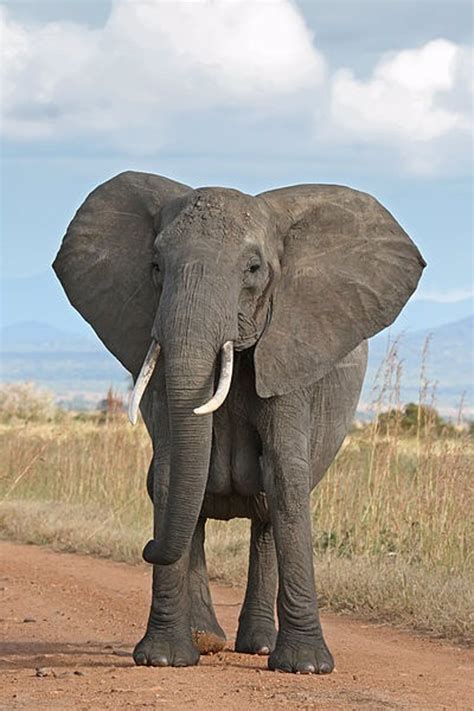 los elefantes detectan tormentas   kilometros