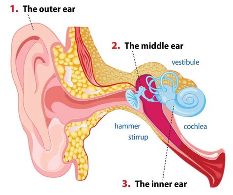 conductive hearing loss blog  kiversal