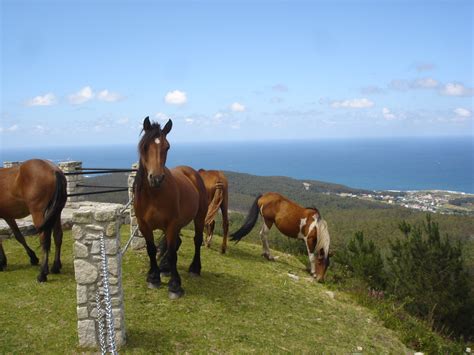 mujeres follando con ponis