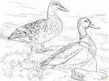 Coloring Mallard Duck Ducks Pages Male Female Printable Colouring Supercoloring Umbrella Color Adult Book Canard Realistic Drawing Sheets Colvert Coloriage sketch template