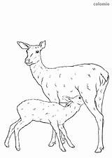 Deers Fallow Mammals Fawn sketch template
