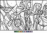 Worksheets Irises Sheets Supercoloring 99worksheets sketch template