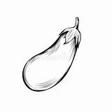 Eggplant Ripe Nutrition Monochrome sketch template