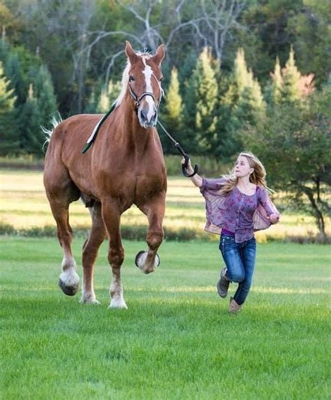 worlds tallest horse dies aged  horse hound