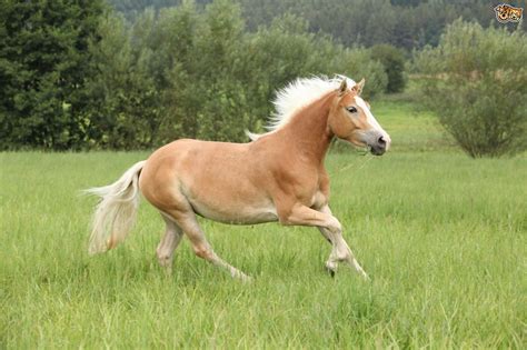 haflinger horse breed information buying advice   facts