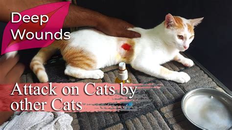 treating deep wounds  domestic cats youtube