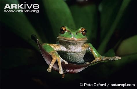 arkiveorg amphibian rescue  conservation project