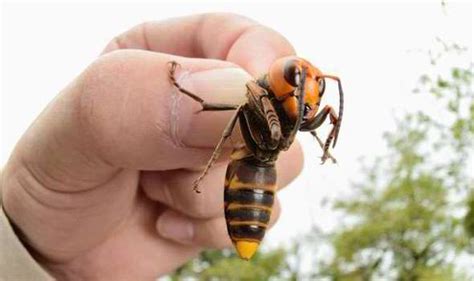 invasion of the killer bees predatory asian hornets on their way to britain tech life