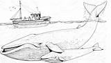 Whales Blauwal Humpback Ausmalbilder Balenottera Ausmalbild Azzurra Mutter Jungtier Adults Wildlife Mother Bestcoloringpagesforkids Xyz sketch template