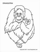 Orangutan Printable Coloring Pages Illustration Firstpalette Gorilla sketch template