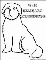 Coloring Sheepdog English Old Pages Getcolorings Fun Getdrawings sketch template