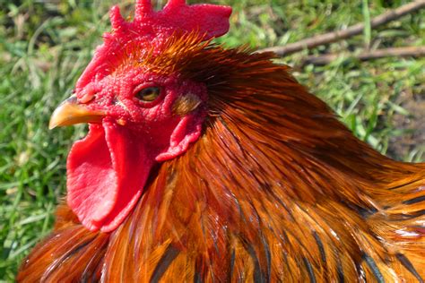 images chicken feathers comb poultry animal farm