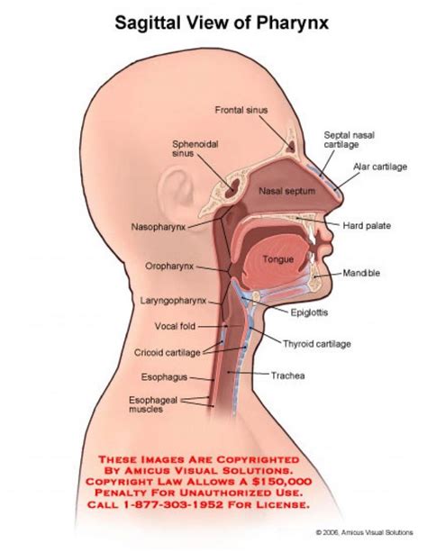 mouth throat diagram anatomy   mouth  throat human anatomy throat anatomy trachea