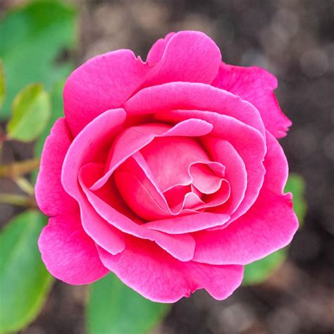 Spring Hill Nurseries Pink Peace Hybrid Tea Rose Live