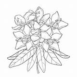 Rododendro Rhododendron Alpenblumen Colorare Alpine Alpino Ramo Fiore Profilo Grafiken Branch Alpenrose ähnliche Illustrationen Vektorgrafiken sketch template