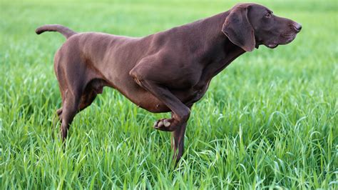 pointer dog breed history   interesting facts