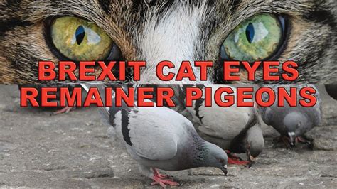 put  brexit cat   remainer pigeons youtube