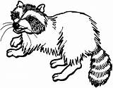 Raccoon Coloring Pages Animals Dog Drawings Wildlife sketch template