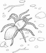 Spider Coloring Pages Tarantula Printable Kids Realistic Sheet Spiders Giant Redback Bestcoloringpagesforkids Print Printables Jumping Daring Rocks sketch template