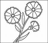 Cornflower Coloring Related Pages sketch template