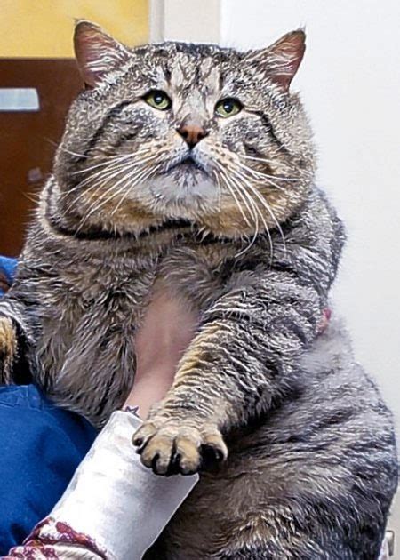 Fattest Cat In The World Fat Cat Explosion