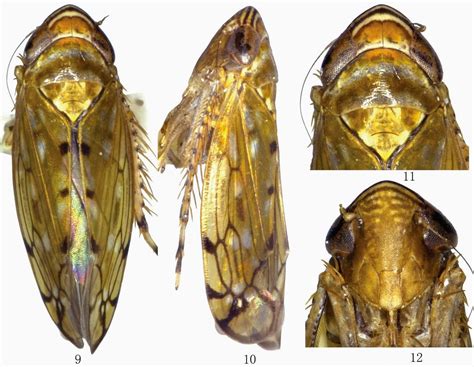Sciency Thoughts A New Species Of Leafhopper From Yunnan Province China