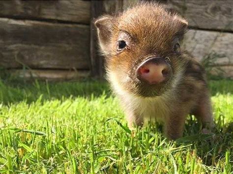 forget teacup puppies mini pet pigs   business insider