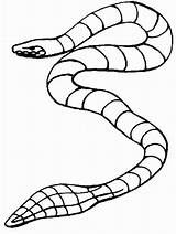 Schlangen Schlange Slangen Kleurplaten Malvorlagen Serpent Cobra Colorir Malvorlage Serpente Coloriages Slang Tuyaux Snakes Serpenti Mewarnai Ular Animierte Malvorlagen1001 Animaatjes sketch template
