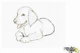 Retriever Retrievers Drawingnow Tekenen Zeichnen Labrador Pencil Welpe Doodle Hond Tekening Snout Infoaboutthedog sketch template