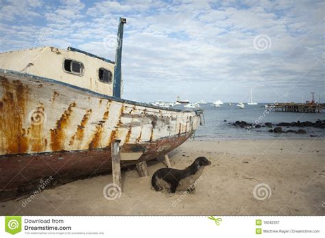 zeeleeuw op strand met boot stock afbeelding image  boot galapagos