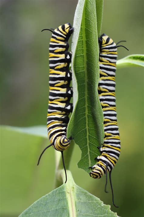 100 epic best picture of a monarch caterpillar cat picture
