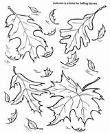 Leaves Coloring Autumn Pages Outline Leaf Drawing Falling Fall Color Getdrawings Getcolorings sketch template