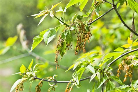 box elder tree identification reveal facts characteristics  boxelder maple