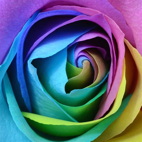 rose flower wallpaper  colorful multicolor rainbow