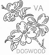 Dogwood Virginia sketch template