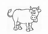 Colorear Buey Mula Colorat Vaca Planse Animale Domestice Patufet Desene 1131 Cows Pui Vaci sketch template