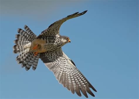 javadekar vows  develop doyang lake  nagaland  amur falcon birds