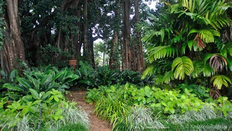tropical north queensland garden   australian gardens