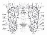 Reflexology Foot Chart Printable Charts Massage Templatelab sketch template