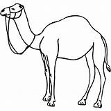 Camel Unta Gambar Mewarnai Coloring Colorear Dromedario Dromadaire Hewan Halaman Sketsa Dromedary Belajar Coloriages Clipartmag sketch template