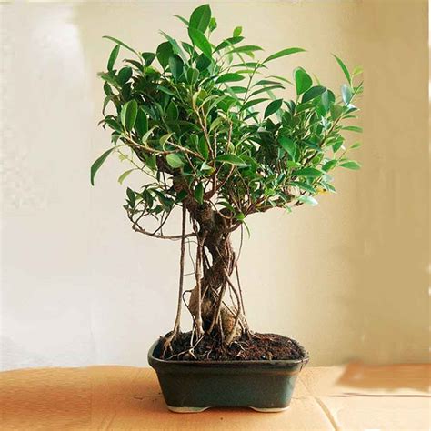 buy big ficus bonsai tree  ceramic pot  year  exclusive edition  cashback