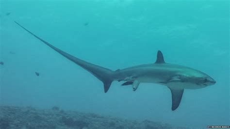 Rare Shark Birth Captured On Camera Bbc News